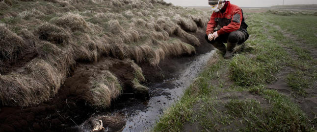 Sauene ble blinde av aska og døde