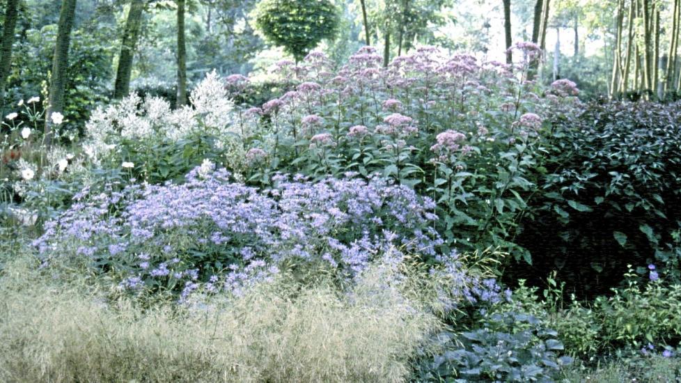UTRYDDER SKVALLERK�LEN: Stauder har vist seg � v�re gode i bekjempelsen av skvallerk�l. Etter f� �r er skvallerk�len borte og staudene har tatt over blomsterbedet. Foto: OBP