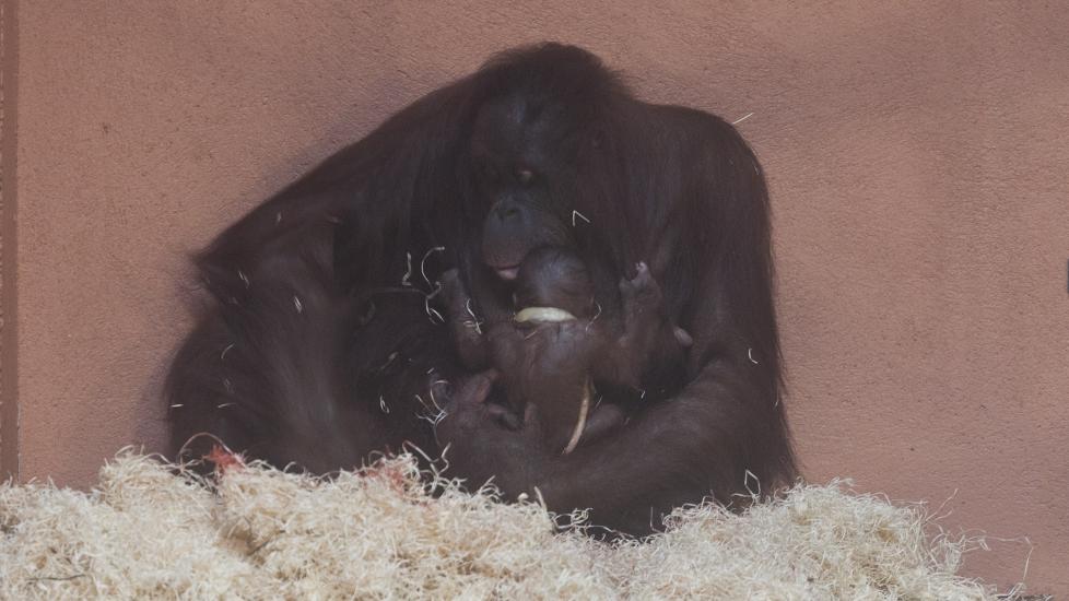 KLAMRER SEG TIL MOR: Den lille orangutangbabyen klamrer seg til moren Nony (26). Foto: Ole Martin Buene / Kristiansand Dyrepark