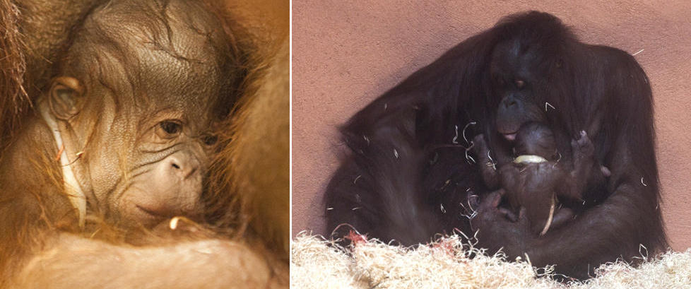 Her er den første norske orangutangen