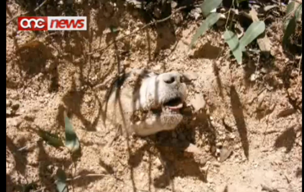  UTROLIG HISTORIE:  Utrolig nok overlevde hunden som ble funnet p� denne m�ten i Malta. Star var skutt i hodet og bundet sammen f�r hun ble levende begravet, men er n� p� bedringens vei. Foto: YouTube.