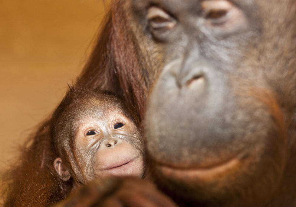 STORSJARM�R: Den lille oranguranggutten er sv�rt knyttet til mor og storkoser seg, if�lge Kristiansand Dyrepark. Foto: Ole Martin Buene / Dyreparken