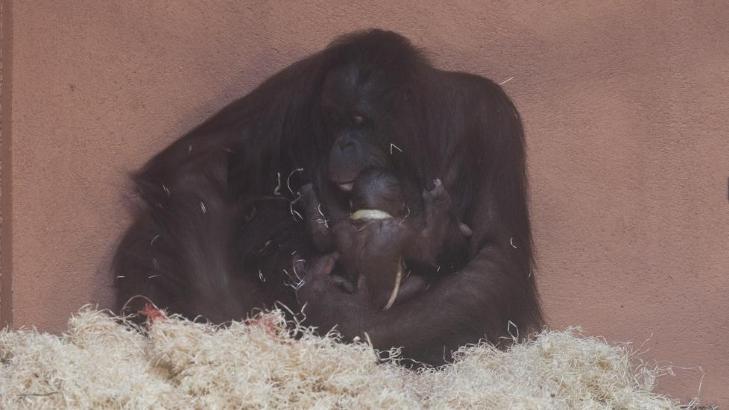 NYF�DT: Norges f�rste orangutang ble f�dt 30. mai. Her er et av de f�rste bildene av nye yndlingen. Foto: Ole Martin Buene / Dyreparken