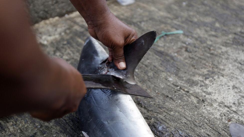 KAPPES AV: Kj�ttet fra selve haien spises sjelden. Det er finna som er ettertraktet, og som er en milliardvare p� verdensmarkedet. Her fra Banda Aceh i Indonesia p� l�rdag. Foto: EPA/Hotli Simanjutak/Scanpix