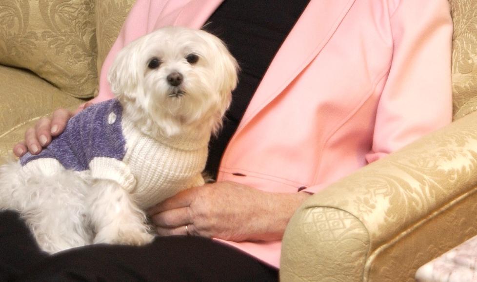 VERDENS RIKESTE HUND: Malteseren Trouble arvet 65 millioner kroner fra eieren, den amerikanske eiendomsmagnaten Leona Helmsley. Foto: AP Photo/Jennifer Graylock/Scanpix