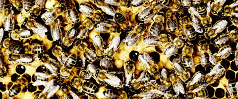 Bier har ogs� f�lelzzzer