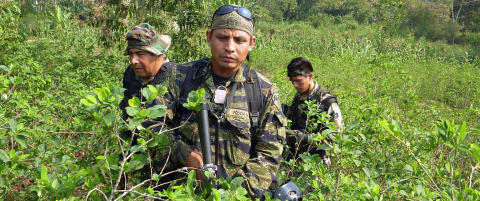 N� er Peru verdens st�rste kokaprodusent