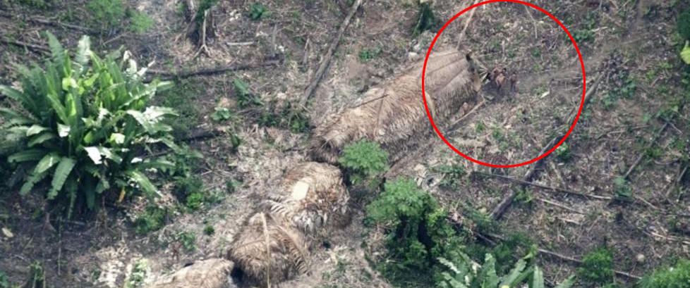 Forskere fant ny indianerstamme i Amazonas