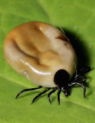 Forsker fant rekordmye borreliasmitte hos fl�tt