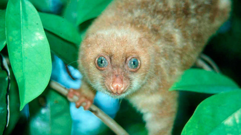 HER BLIR HAN OPPDAGET: Den bl��yde pungrotte-arten Spilocuscus wilsoni ble oppdaget i 2004.Foto: AFP/WWF /SCANPIX