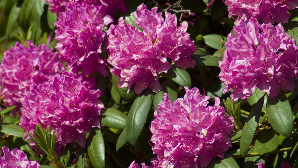 POPUL�R: Rhododendron er en popul�r busk i norske hager.  Foto: www.colourbox.com