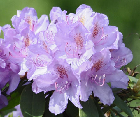 FLOTTE FARGER:Rhododendron finnes i mange flotte farger.  Foto: www.colourbox.com