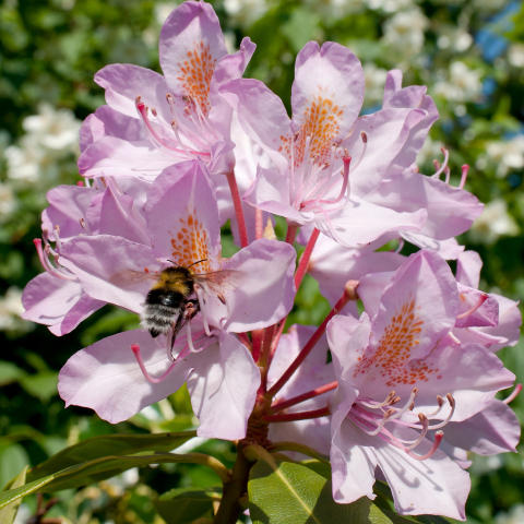 STOR OG FIN: Rhododendronen din blir stor og fin hvis du f�r den til � trives.  Foto: www.colourbox.com