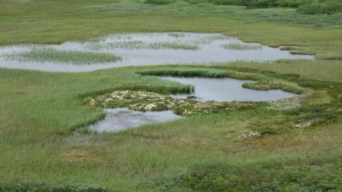 Disse bildene viser den dramatiske utviklingen av de viktige palsmyrene på Haugtjørnin på Dovre fra 1974 og frem til 2010. Som en kan se har palsmyrene nærmest forsvunnet i tidsperioden. Foto: 1974 og 1996 Johan Ludvig Sollied. Foto: 2005 og 2010 Annika Hofgaard. Disse bildene viser den dramatiske utviklingen av de viktige palsmyrene på Haugtjørnin på Dovre fra 1974 og frem til 2010. Som en kan se har palsmyrene nærmest forsvunnet i tidsperioden. Foto: 1974 og 1996 Johan Ludvig Sollied. Foto: 2005 og 2010 Annika Hofgaard.