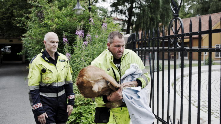 I SIKKERHET:
Den utsendte fra Oslo kommunes viltforvaltning (t.h.) tok med seg r�dyret.
Foto: Aleksander Andersen / Scanpix