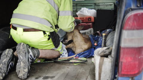 STREVSOMT: Skadd men i live ble r�dyret tatt med i bil av de gode hjelperne.
Foto: Aleksander Andersen / Scanpix
