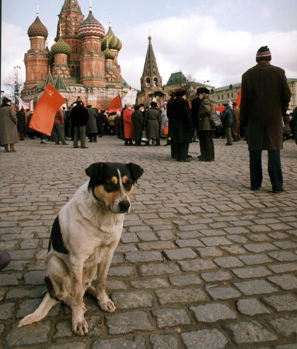 ET HUNDELIV:  For mange oppleves den moderne virkeligheten i Russland som et liv i absurde og selsomme kulisser. Tre forfattere som nylig er oversatt til norsk speiler stemningen. 
Foto: Henning B. Lilleg�rd.
