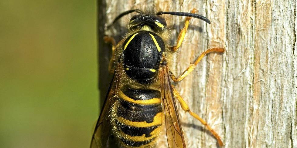 AGGRESSIV: I Norge er det 13 arter stikkeveps, inkludert geithams. Vanligste jordveps (Vespula vulgaris) lager bol av morkent tre. Vespula vulgaris er dessverre de som oftest bygger n�r boliger, er mest aggressiv og har sterkest gift. ILLUSTRASJONSFOTO: Colourbox.no