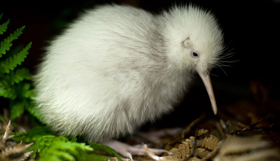 UTRYDNINGSTRUET: Navnet Manukura betyr status. Kyllingen blir sett p� som hellig av urbefolkningen, og et symbol p� all innsatsen som n� legges ned for � hindre at kivien skal bli utryddet. Foto: MIKE HEYDON/ AFP/SCANPIX
