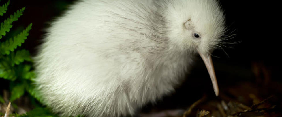 Sett p� makan til kivi - Manukura er hvit, men ikke albino