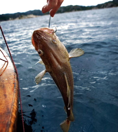 Lykke i ulykke: Fisken var mnidre heldig enn vi var.