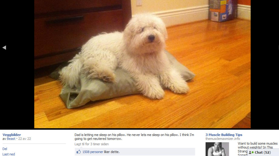 SISTE NATT MED GJENGEN: Beast, Mark Zuckerbergs hund, g�r en testikkell�s fremtid i m�te. Foto: FACEBOOK