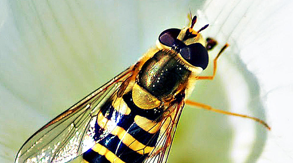 BLOMSTERFLUE: For mange er flua utelukkende en forbannelse. Men den kan ogs� - som her - framst� som et av naturens underverk. Foto: Mona K. Eidem