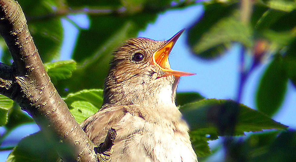 NATTERGAL: En av skogens mestersangere i full sving. � h�re nattergalen live er et rent privilegium. Foto: Jens Erik Nyg�rd