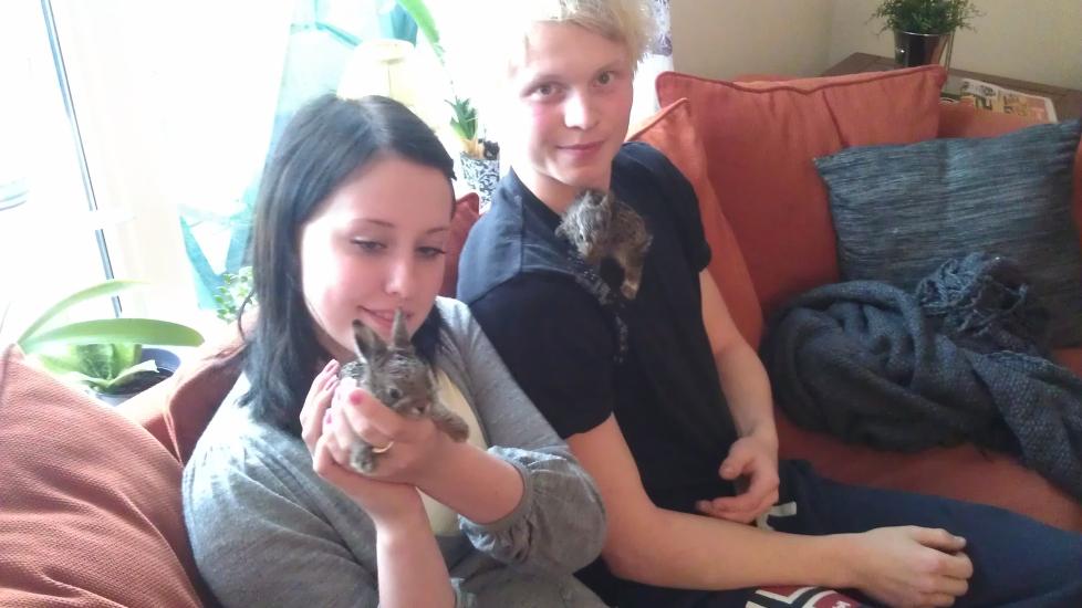 REDDET Martin �nes (18) og Julie Langnes (17) har blitt midlertidige fosterforeldre for de to hareungene Lucky og Sonic, som de reddet ut av magen p� en p�kj�rt hare. Foto: Privat