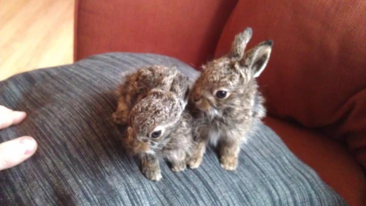 NYE BEBOERE: Hareungene blir tatt godt vare p� av �snes og Langnes, og har blant annet f�tt et eget rom i leiligheten. Foto: Privat
