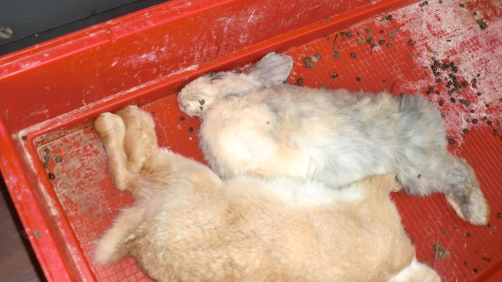 D�DE: Disse to kaninene var plassert i et bur utenfor en leilighet uten noe mat eller vann. Da dyrevernorganisasjonen Kattens Vern ankom, var begge kaninene d�de p� grunn av varmen. Foto: Kattens Vern