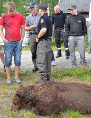 - Skj�t bj�rnen da den gikk til angrep p� sauen hans