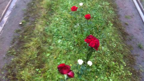 ROSESTI:Mellom trikkeskinnene ble det laget en sti av roser. Foto: Lise Gr�nslar