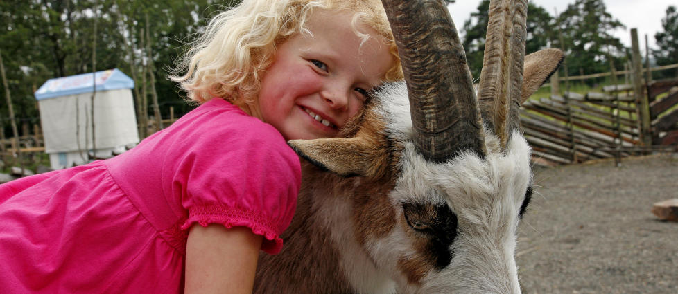  DYREGOD:  Kaja (8) fra Asker er p� ferie hos familien i Vennesla. I Dyreparken ble hun bestevenninne med denne geita. Alle foto: EIVIND PEDERSEN