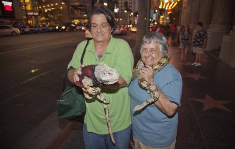 P� TUR: Jon Whittington og Carol Bleacher tar sine s�te repritler, en iguana og en kveleslange p� bytur langs Hollywood Boulevard. Foto: Per Fl�the/Dagbladet