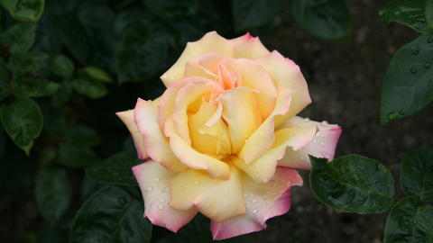 ROSENE: Fjellene bak Rosendal skaper et godt mikroklima for roser.