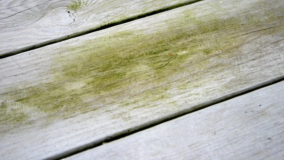 VEDLIKEHOLD: Det er ikke alltid enkelt � vite hva du skal foreta deg n�r terrassen blir angrepet av algevekst.  Foto: Informasjonskontoret for farge og interi�r.