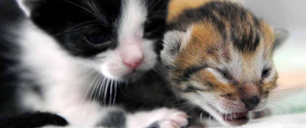 �Tigerkatt� adoptert av kattefamilie
