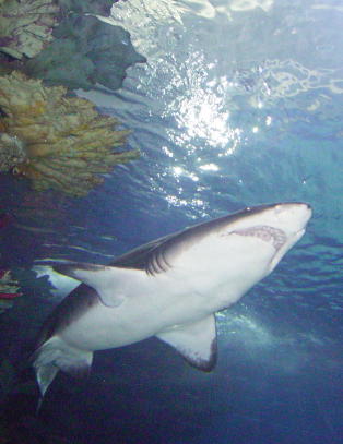 Mann drept av hai da nygift par var p� bryllupsreise