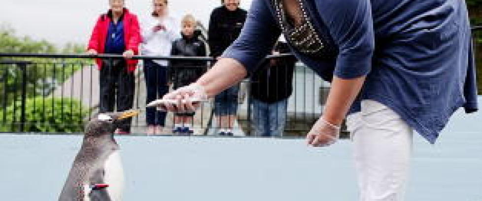 Nå gjør de alt for å sikre seg vel­gere