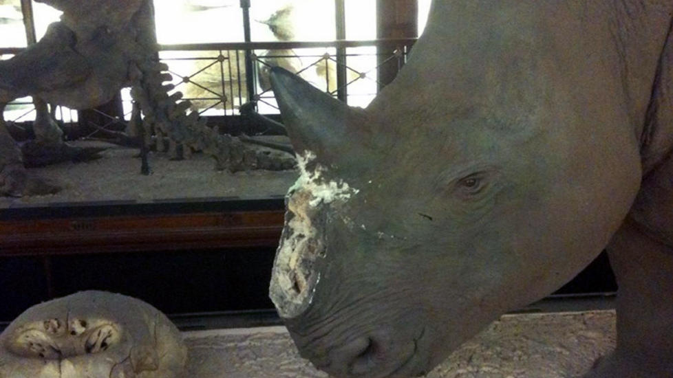 STJAL FALSKE HORN: Tyver br�t seg inn p� naturhistorisk museum i Tring i Nord-Vest-London, men de fikk kun med seg falske neshorn-horn. Foto: AP Photo/Natural History Museum/PA Wire/Scanpix