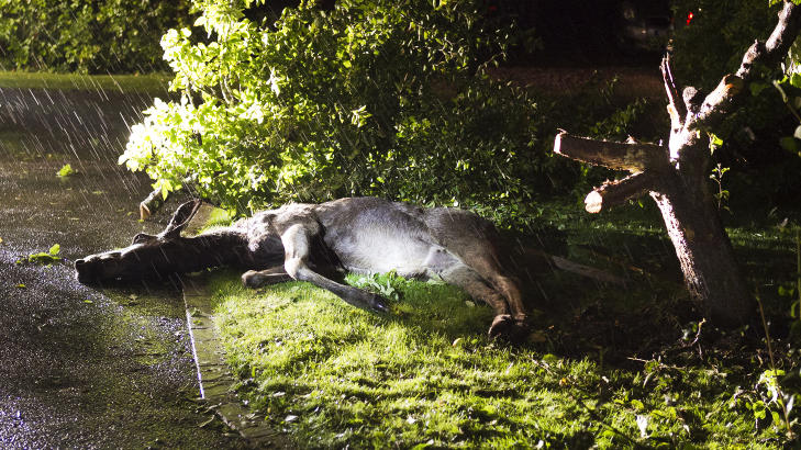 D�DDRUKKEN: Det er ikke tull, den svenske elgen var full. Etterp� sjanglet han ut i nattens frihet. Foto: Jan Wiriden/GT/Expressen.