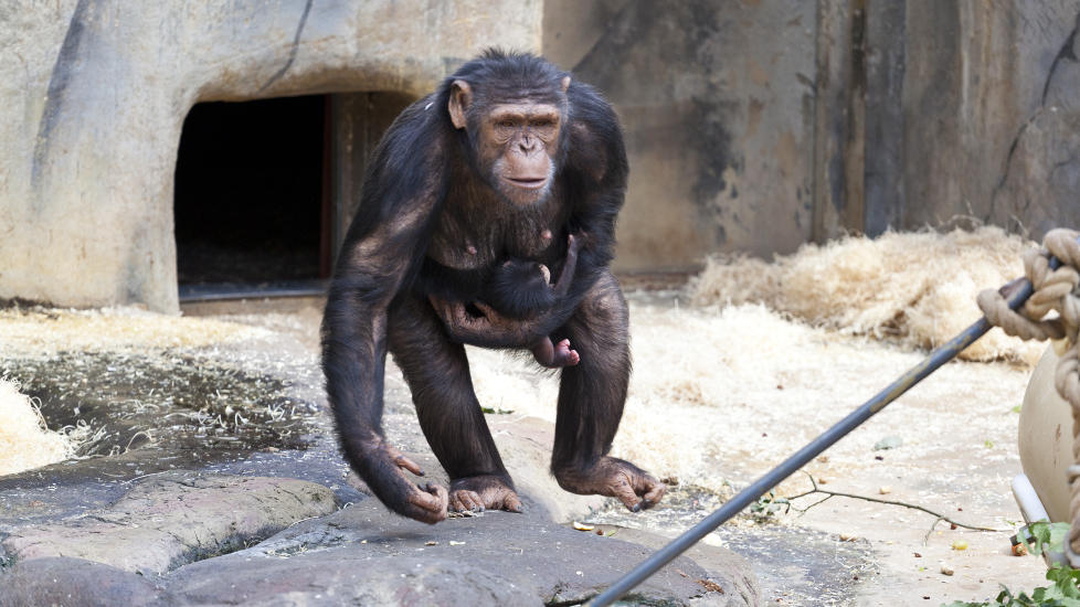 MOR OG BARN: Mamma Jane har et godt tak rundt sin nyf�dte datter. Forel�pig m� far Julius holde seg p� avstand for at mor og barn skal f� ro. Foto: Ole Martin Buene/Dyreparken