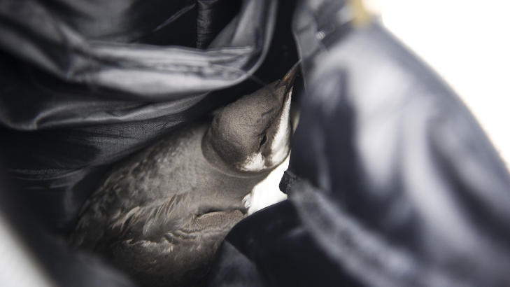 I SEKKEN: Lomvien likte seg ikke godt i sekken, men Fuglehjelpen forsikret om at det var greit s� lenge den kom seg til vann. Foto: H�kon Eikesdal/Dagbladet