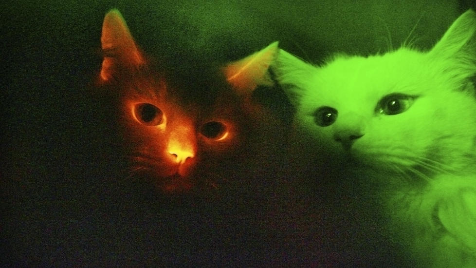  F�TT MANETGENER:  Ved � tilsette ett gen fra selvlysende maneter til det befruktede katteegget vil katten lyse under spesielt lys. Disse kattene �nsker amerikanske forskerne � drive hivforskning p�. Dette bildet er tatt av katter ved Gyeongsang National University i Jinju, s�r for S�r-Koreas hovedstad Seoul. Foto: CHOI BYUNG-GIL / YONHAP / REUTERS