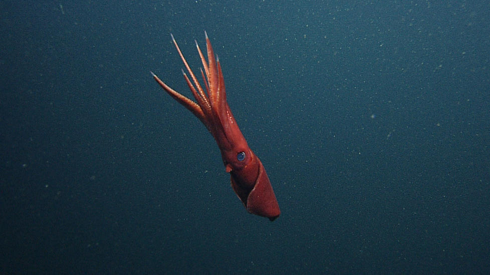 PROMISKU�S: Blekksprutarten Octopoteuthis deletron lever i dypet, og lite er kjent omkring hvordan de parer seg. Bilder fra fjernstyrte undervannsfarkoster har n� gitt et sjeldent innsyn i sexlivet til noen av klodens mest hemmelighetsfulle dyr. Foto: AFP PHOTO/MBARI/SCANPIX