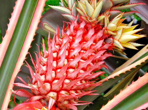  POPUL�RT:  De tropiske plantene trekker mest publikum.