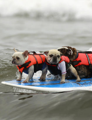 Hvor mange hunder f�r plass p� et surfebrett?