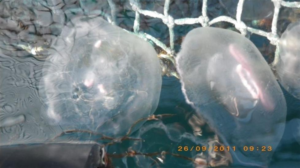 INVASJON: Store mengder glassmaneter truer med � �delegge et oppdrettsanlegg med 370 000 fisk i Kaldfjorden i Troms. Foto: Fiskeridirektoratet