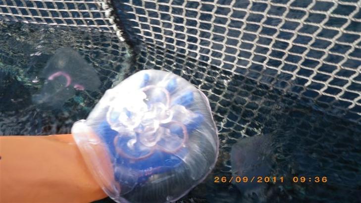 DEKKER EI H�ND: Manetene beskrives som sv�rt store og tunge. Merdene kan dras under vann n�r de klistrer seg i stort antall p� notveggene. Foto: FISKERIDIREKTORATET